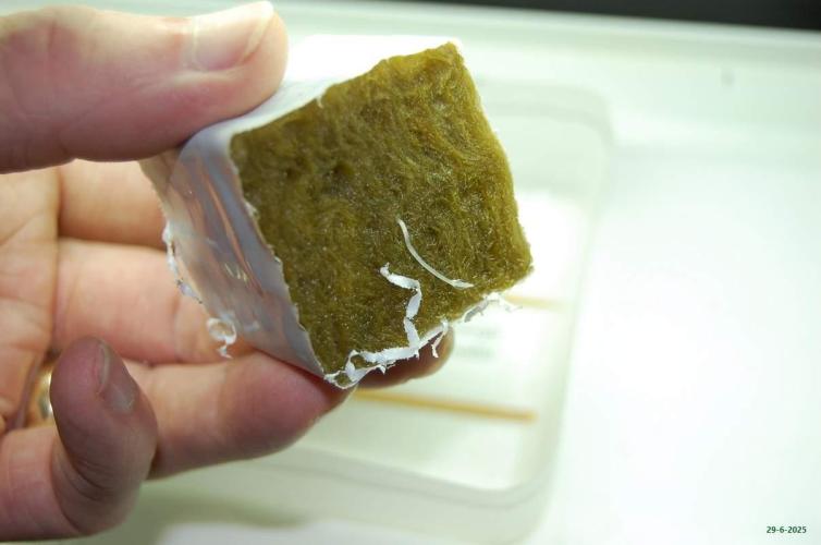 Gorilla Cookies  FF 2. Week 0 - 29-6