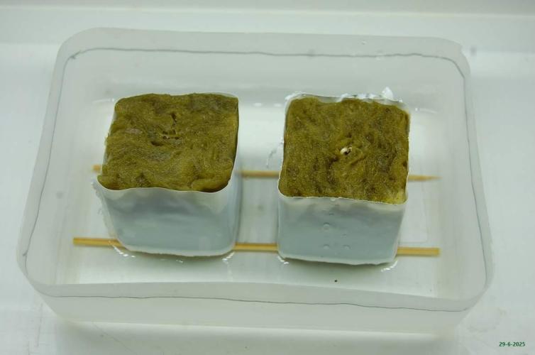 Gorilla Cookies  FF 2. Week 0