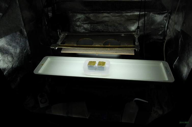 Gorilla Cookies  FF 2. Week 0 - 29-6