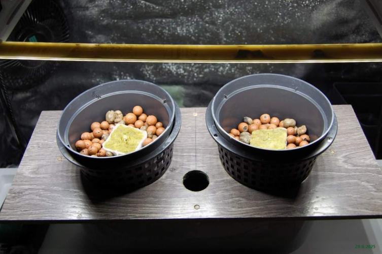 Gorilla Cookies  FF 2. Week 0 - 29-6