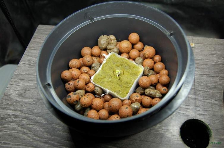 Gorilla Cookies  FF 2. Week 0 - 29-6