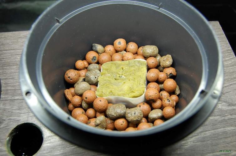 Gorilla Cookies  FF 2. Week 0 - 29-6