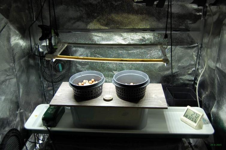 Gorilla Cookies  FF 2. Week 0