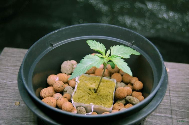 Gorilla Cookies  FF 2. Week 0 - 6-7