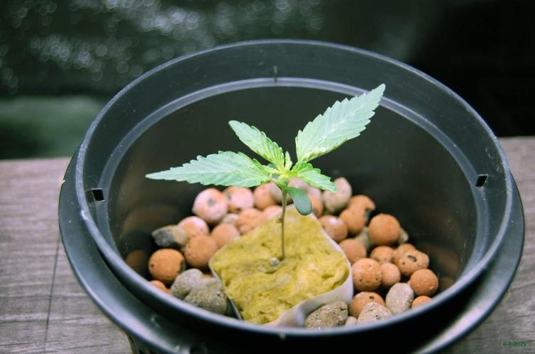 Gorilla Cookies  FF 2. Week 0 - 6-7