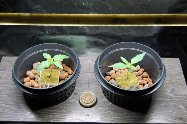 Gorilla Cookies  FF 2. Week 0 - 6-7