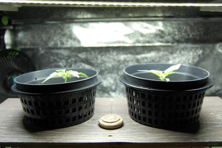 Gorilla Cookies  FF 2. Week 0 - 6-7