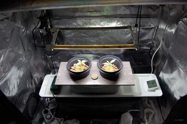 Gorilla Cookies  FF 2. Week 0 - 6-7