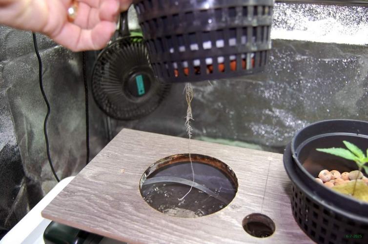 Gorilla Cookies  FF 2. Week 0 - 6-7