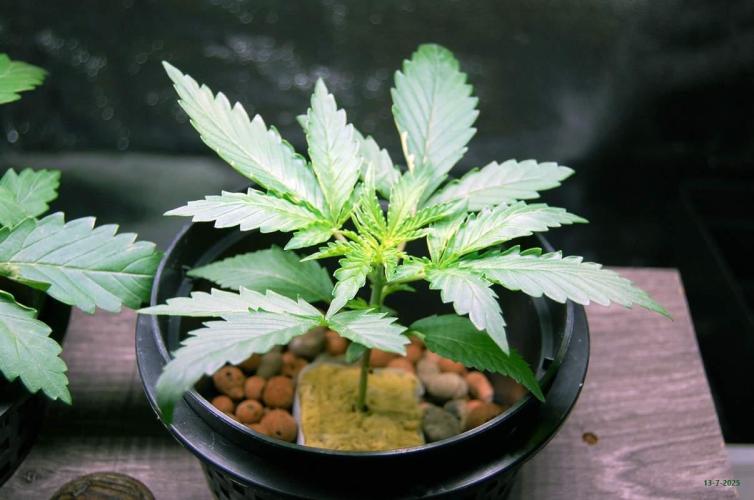 Gorilla Cookies  FF 2. Week 1 - 13-7