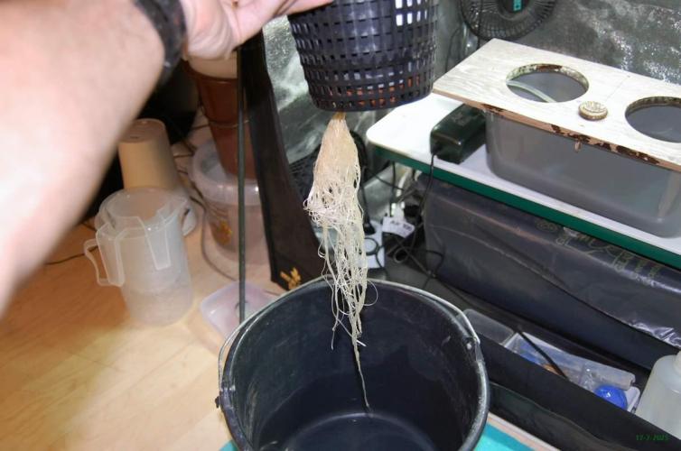 Gorilla Cookies  FF 2. Week 2 - 17-7  tent 2