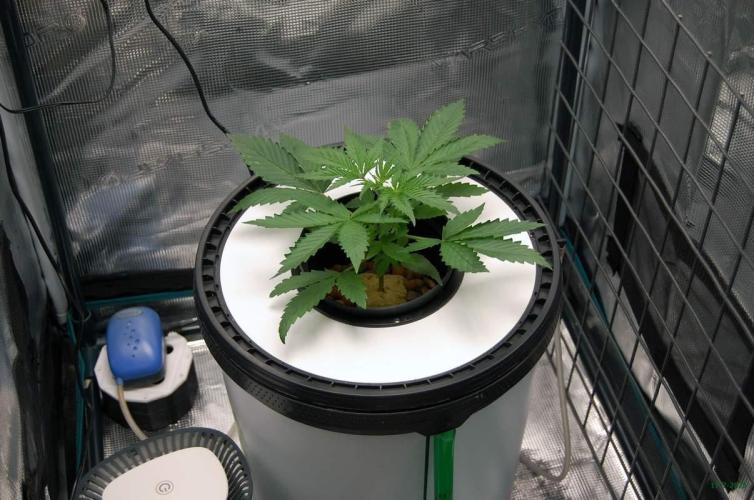 Gorilla Cookies  FF 2. Week 2 - 17-7  tent 2