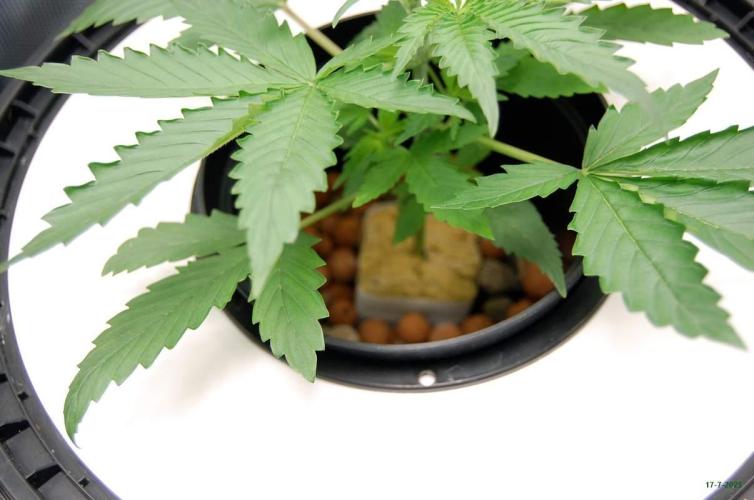 Gorilla Cookies  FF 2. Week 2 - 17-7  tent 2