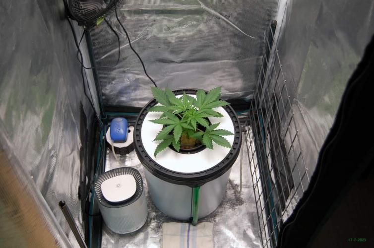 Gorilla Cookies  FF 2. Week 2 - 17-7  tent 2