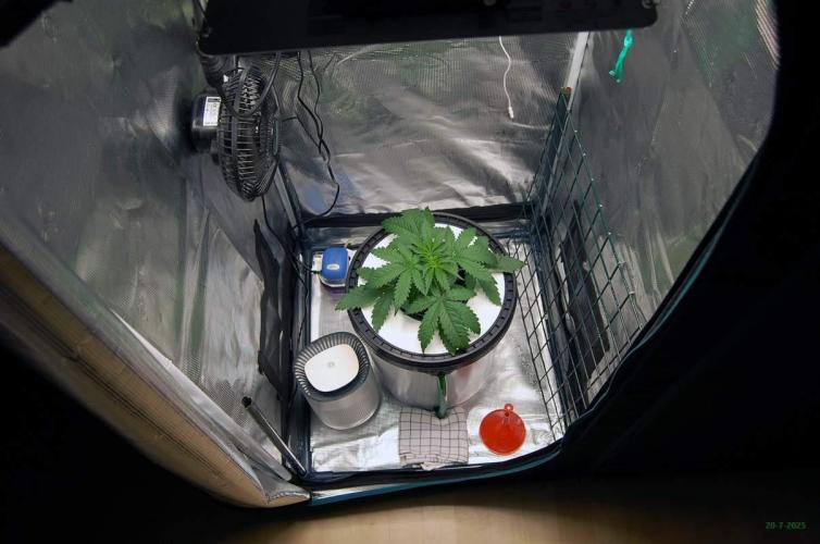 Gorilla Cookies  FF 2. Week 2 - 20-7