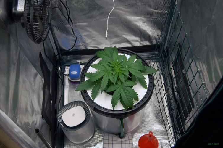 Gorilla Cookies  FF 2. Week 2 - 20-7