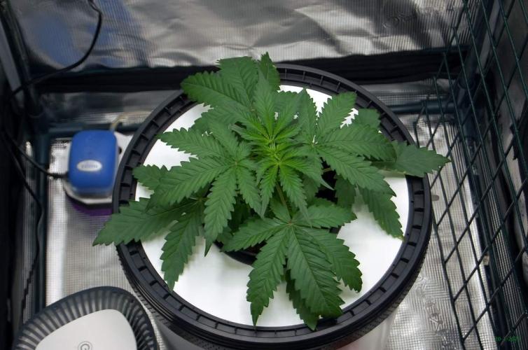 Gorilla Cookies  FF 2. Week 2 - 20-7