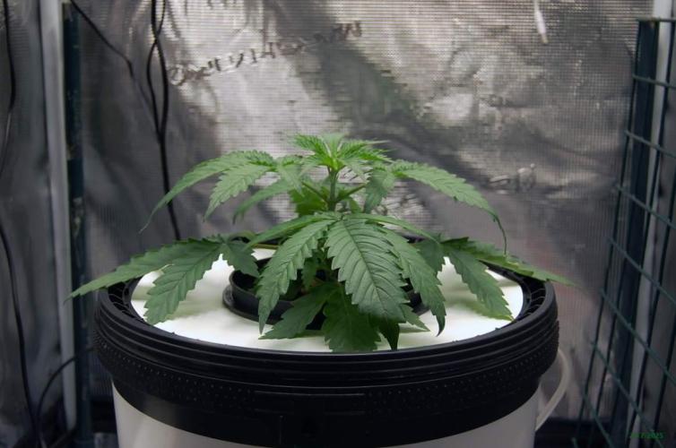 Gorilla Cookies  FF 2. Week 2 - 20-7