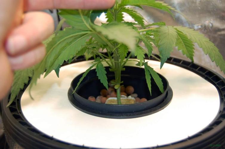 Gorilla Cookies  FF 2. Week 3 - 22-7