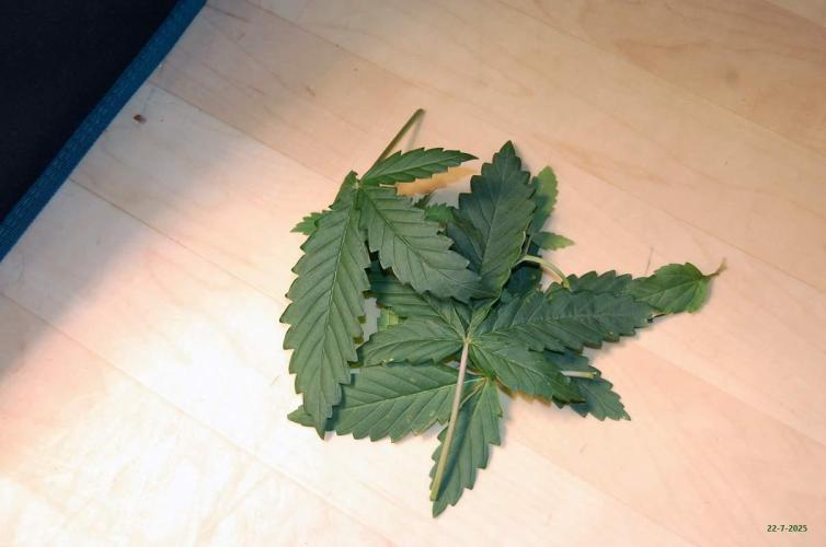 Gorilla Cookies  FF 2. Week 3 - 22-7