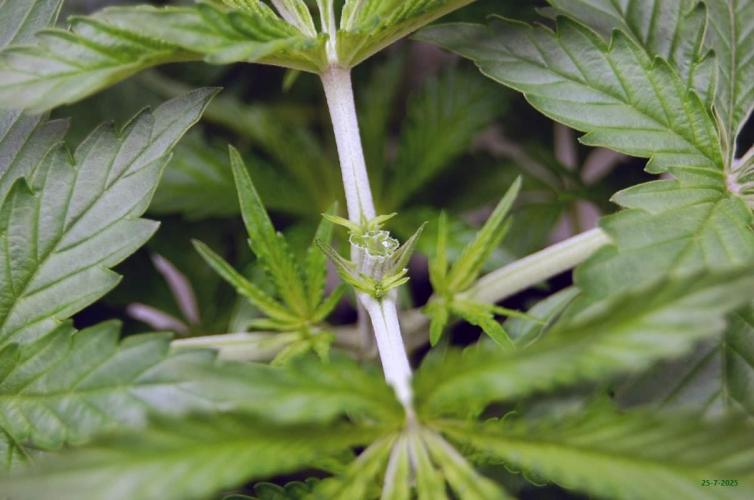 Gorilla Cookies  FF 2. Week 3 - 25-7