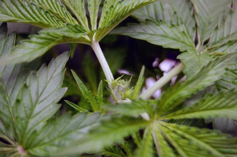 Gorilla Cookies  FF 2. Week 3 - 25-7