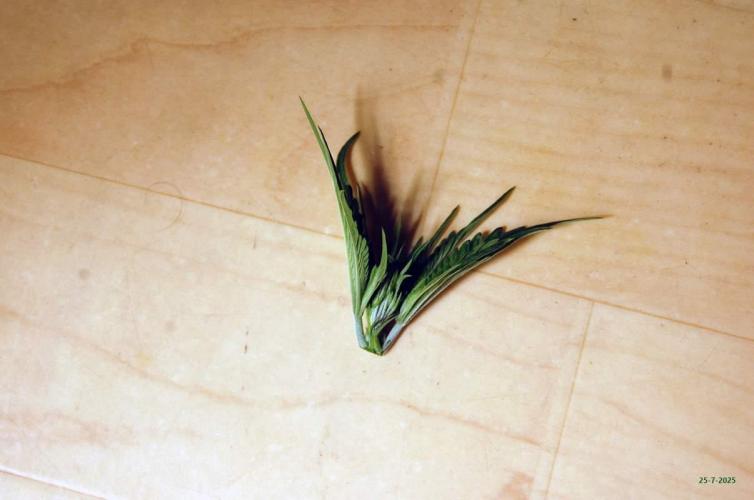 Gorilla Cookies  FF 2. Week 3 - 25-7