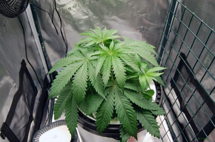 Gorilla Cookies  FF 2. Week 3 - 26-7