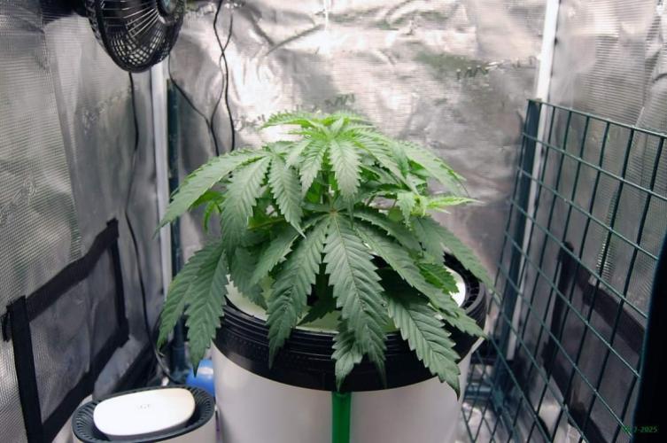 Gorilla Cookies  FF 2. Week 3 - 26-7