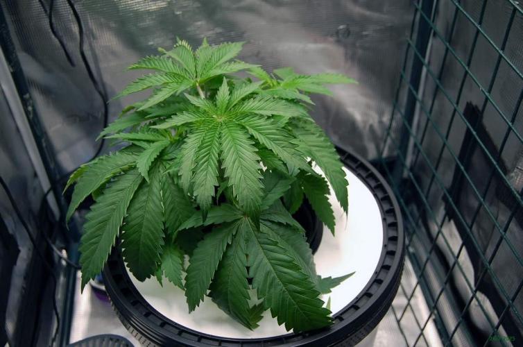 Gorilla Cookies  FF 2. Week 3 - 26-7