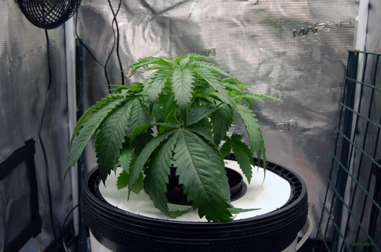 Gorilla Cookies  FF 2. Week 3 - 26-7