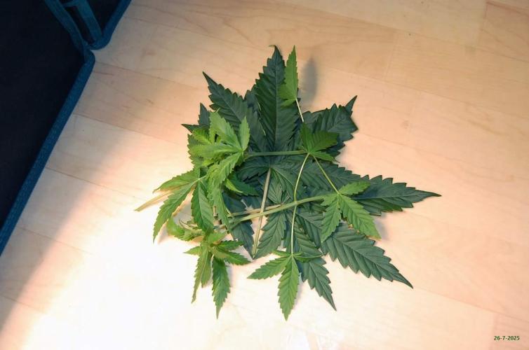 Gorilla Cookies  FF 2. Week 3 - 26-7