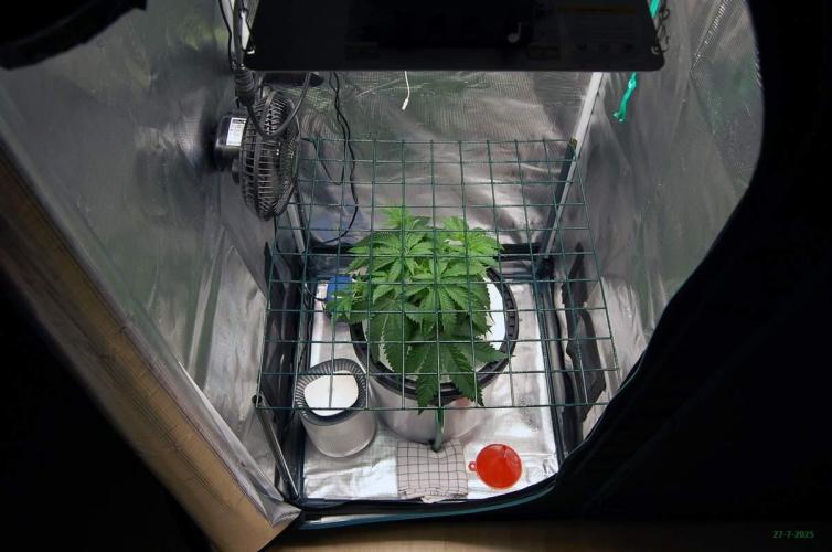 Gorilla Cookies  FF 2. Week 3 - 27-7