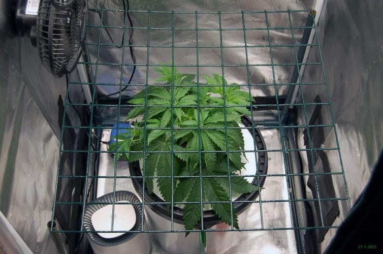 Gorilla Cookies  FF 2. Week 3 - 27-7