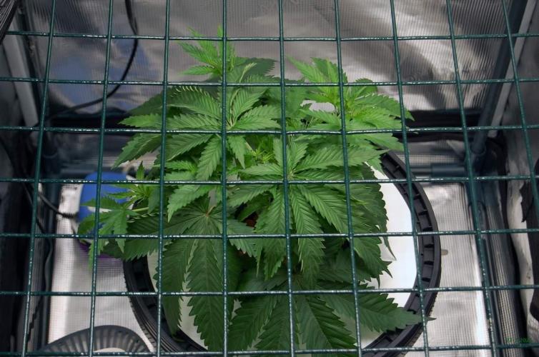 Gorilla Cookies  FF 2. Week 3 - 27-7