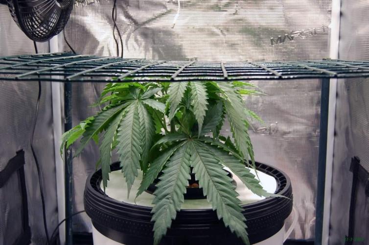 Gorilla Cookies  FF 2. Week 3 - 27-7