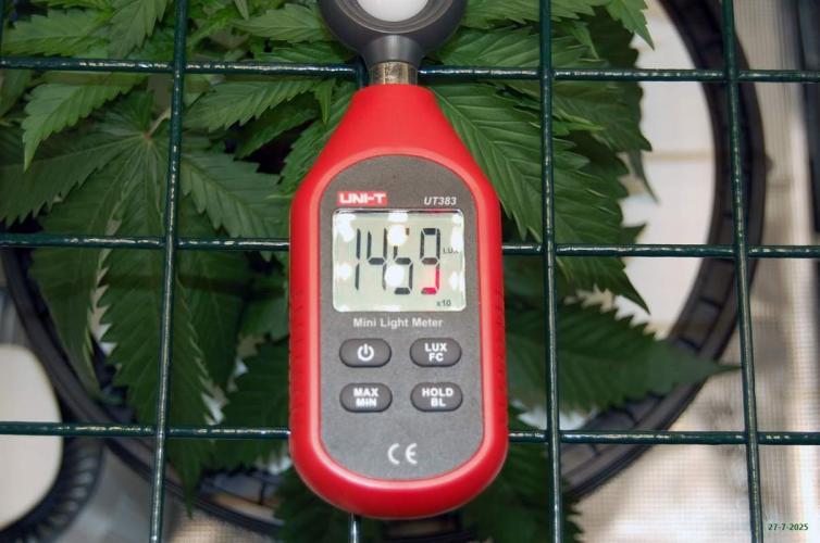 Gorilla Cookies  FF 2. Week 3 - 27-7