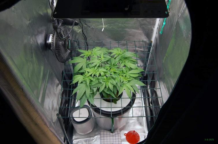 Gorilla Cookies  FF 2. Week 4 - 3-8