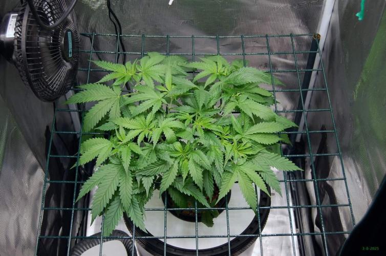 Gorilla Cookies  FF 2. Week 4 - 3-8