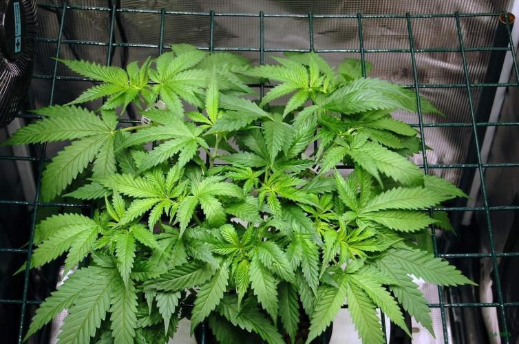 Gorilla Cookies  FF 2. Week 4 - 3-8