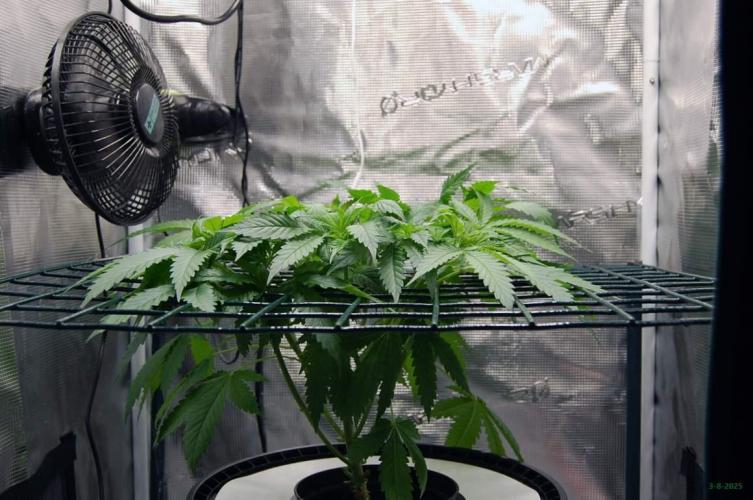 Gorilla Cookies  FF 2. Week 4 - 3-8