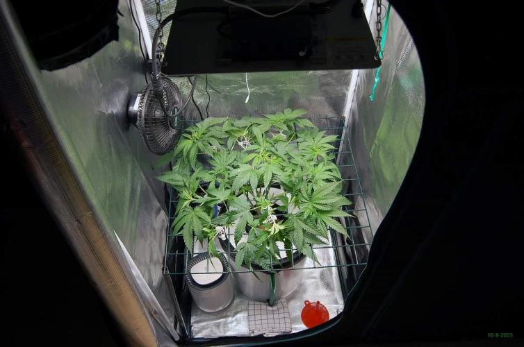 Gorilla Cookies  FF 2. Week 5 - 10-8