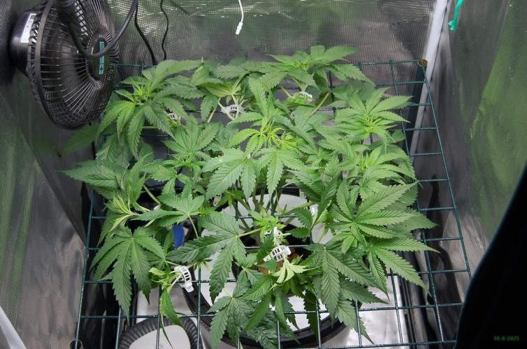 Gorilla Cookies  FF 2. Week 5 - 10-8