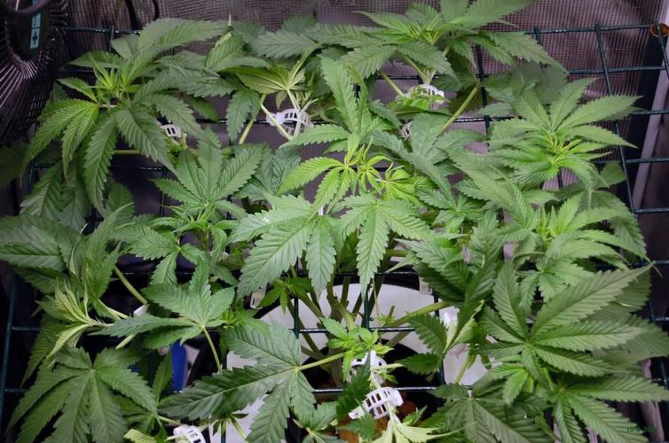 Gorilla Cookies  FF 2. Week 5 - 10-8