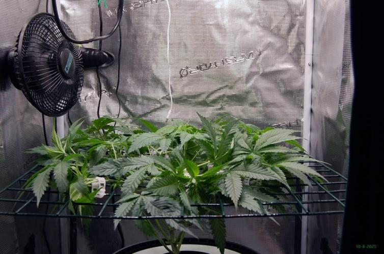 Gorilla Cookies  FF 2. Week 5 - 10-8