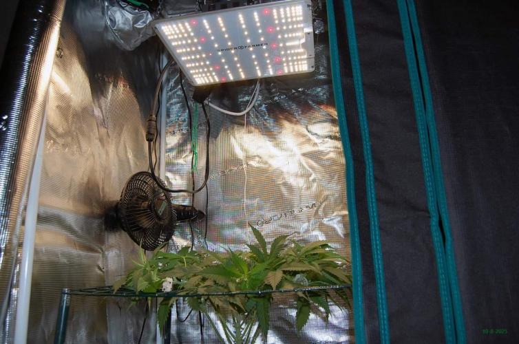 Gorilla Cookies  FF 2. Week 5 - 10-8