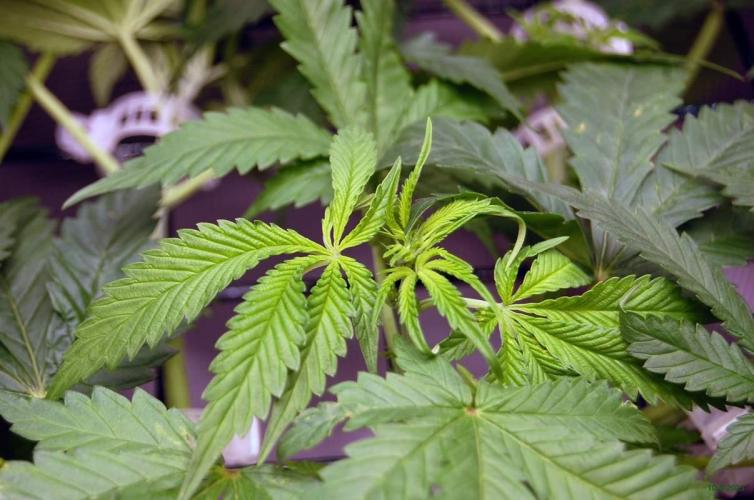 Gorilla Cookies  FF 2. Week 5 - 10-8