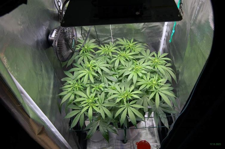 Gorilla Cookies  FF 2. Week 6 - 17-8