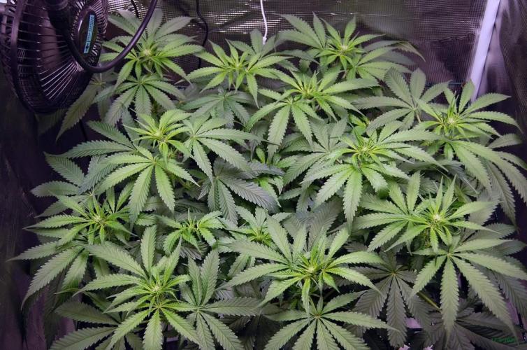 Gorilla Cookies  FF 2. Week 6 - 17-8