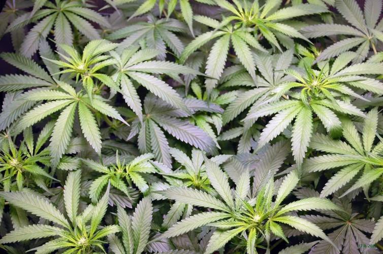 Gorilla Cookies  FF 2. Week 6 - 17-8